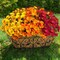 Citrus; 12 Bundles Artificial Daisies Flowers Outdoor Fake Plants Fake Foliage Greenery Faux Plants for Graves Hanging Outside Planter Window Box Wedding Decoration; Category:Bundles & Bouquets; Image:2